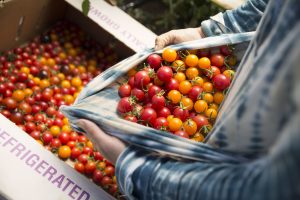 ScottDWSmithharvestdinner_y2a6558-lo res Person holding cherry tomatoes in their shirt.
